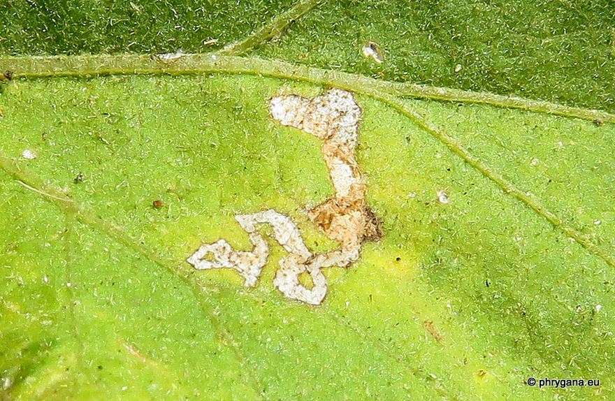Liriomyza bryoniae  (Kaltenbach, 1858)   