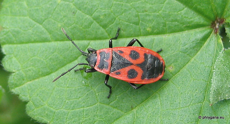 Pyrrhocoris apterus   (Linnaeus, 1758)   