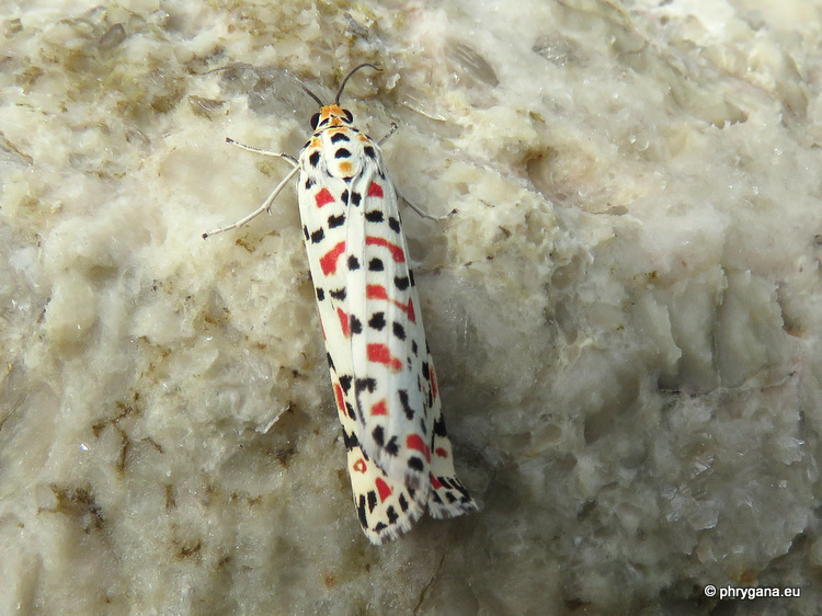 Utetheisa pulchella    (Linnaeus, 1758)   
