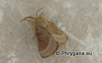 Lasiocampa (Pachygastria) trifolii (Denis & Schiffermuller 1775)