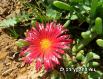 Malephora crocea (Jacq.) Schwantes, 1928