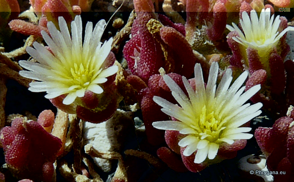Mesembryanthemum nodiflorum L., 1753   