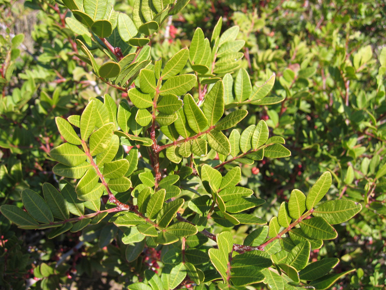 Pistacia lentiscus   L., 1753  