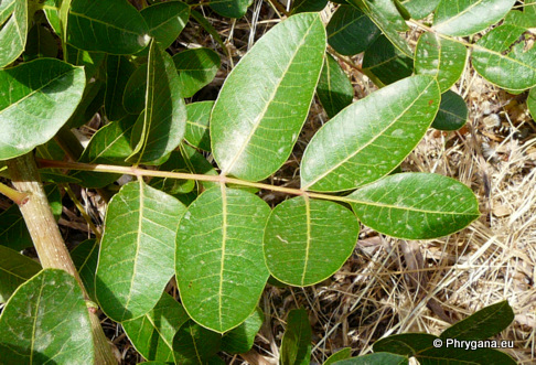 Pistacia therebinthus   L., 1753 subsp. <em>terebinthus</em>  