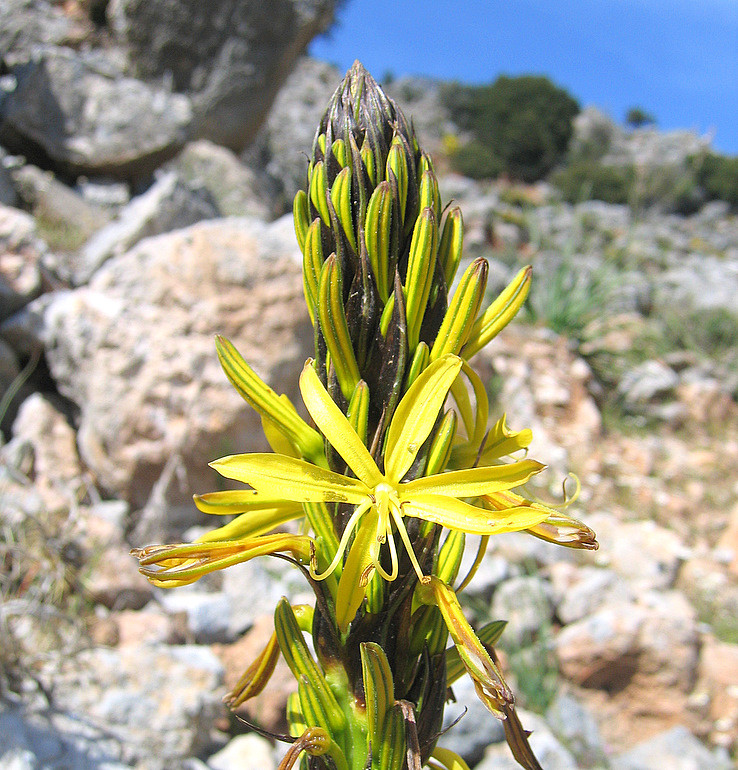 Asphodeline lutea    (L.) Rchb., 1830   