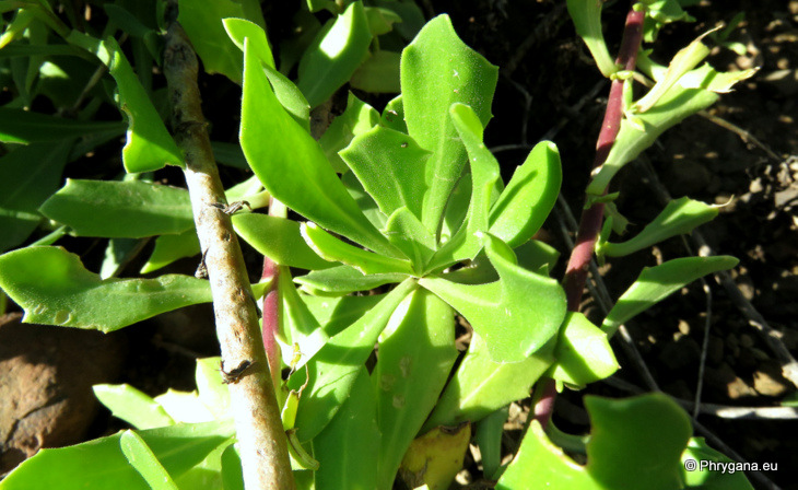 Osteospermum fruticosum   (L.) Norl., 1943  