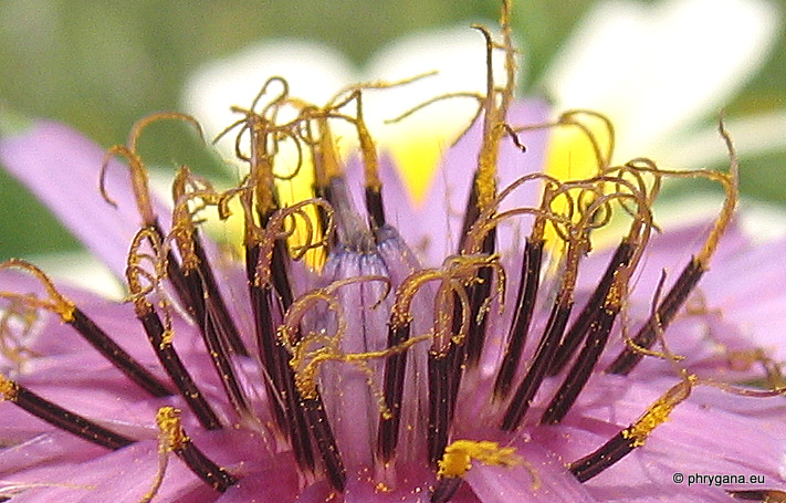 Tragopogon porrifolius     subsp. <em>eriospermus</em> (Ten.) Greuter, 2007 