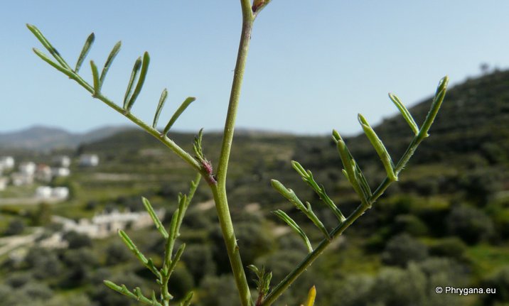 Erucaria hispanica  (L.) Druce, 1913  