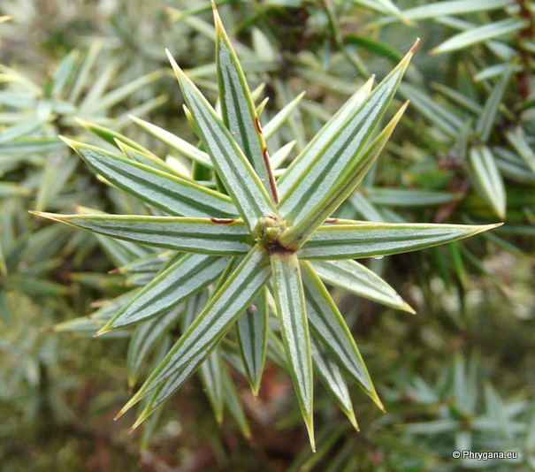 Juniperus oxycedrus subsp. macrocarpa     subsp. <em>macrocarpa</em>    (Sm.) Ball, 1878 