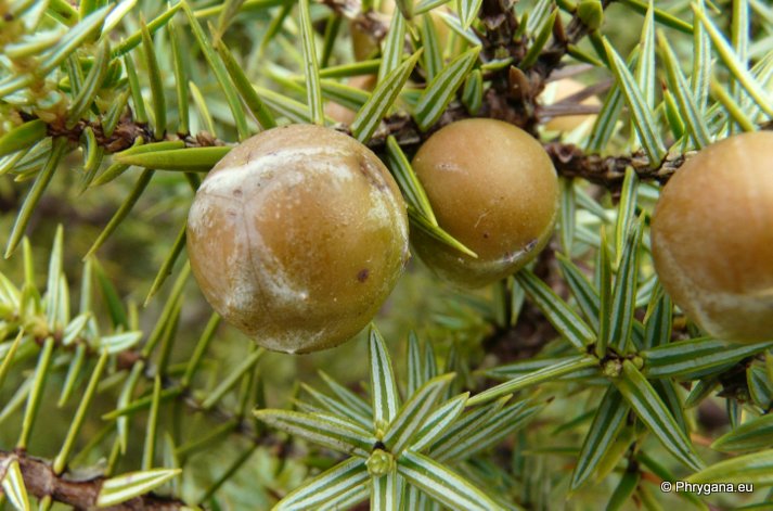 Juniperus oxycedrus subsp. macrocarpa      subsp. <em>macrocarpa</em>    (Sm.) Ball, 1878 