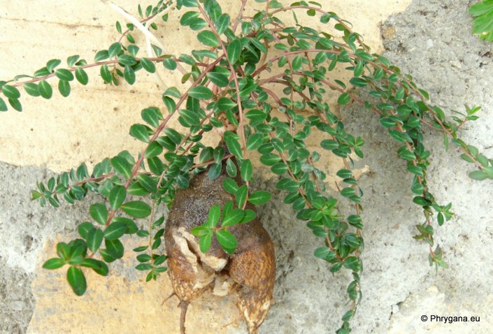 Euphorbia dimorphocaulon   P.H. Davis, 1949   