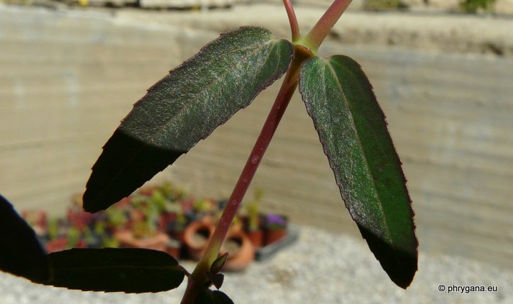 Euphorbia hypericifolia     L., 1753    