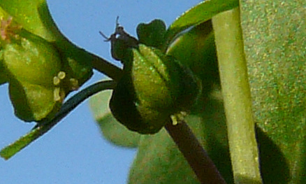 Euphorbia peplus   L., 1753   