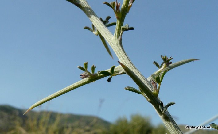 Calicotome villosa (Poir.) Link, 1808   