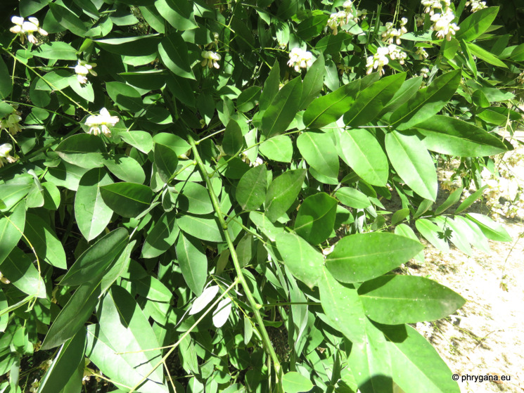 Styphnolobium japonicum  (L.) Schott   