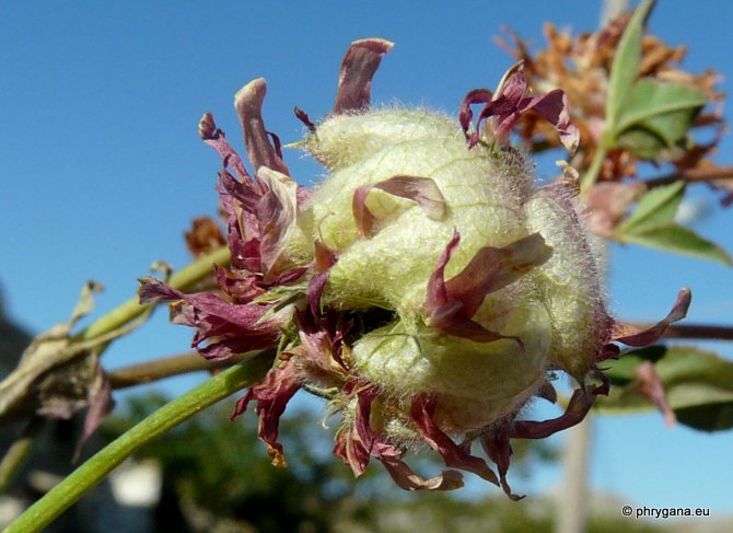 Trifolium fragiferum  L., 1753 subsp. <em>fragiferum</em>  
