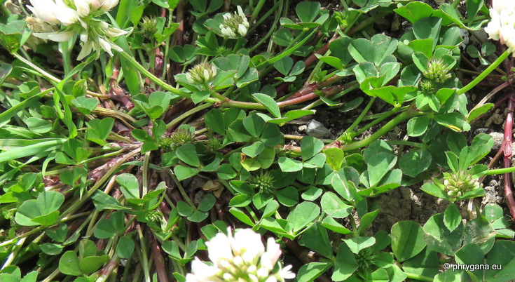Trifolium nigrescens  Viv., 1808 subsp. <em>nigrescens</em>  
