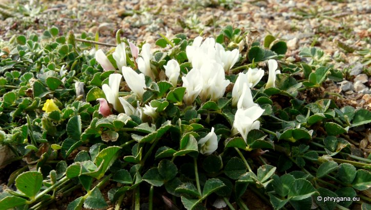 Trifolium uniflorum  L., 1753  