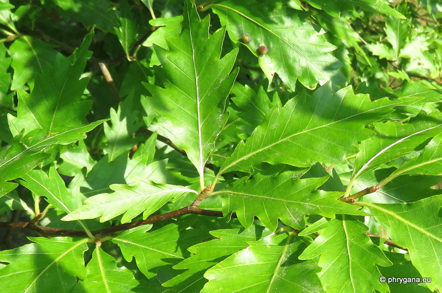 Fagus sylvatica   'Aspleniifolia'   