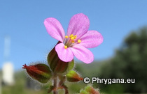Geranium purpureum Vill.