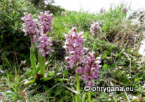 Orchidaceae - Neotinea lactea (Poir.) R.M.Bateman, Pridgeon & M.W.Chase, 1997