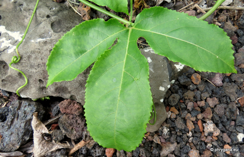 Passiflora edulis Sims, 1818   
