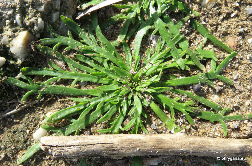 Plantago coronopus L., 1762 subsp. <em>coronopus</em>   