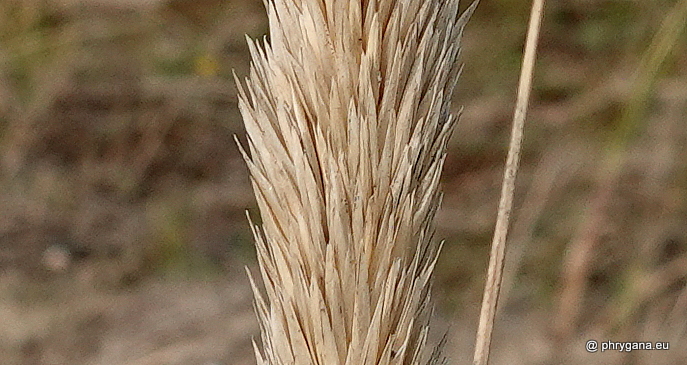 Ammophila arenaria (L.) Link, 1827    