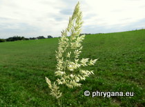 Poaceae - Holcus lanatus L., 1753 subsp. lanatus
