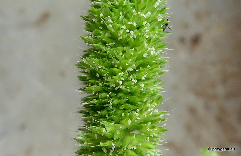 Rostraria cristata (L.) Tzvelev, 1971   