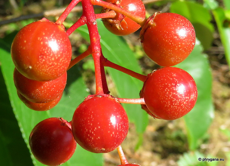 Prunus serotina   Ehrh.   