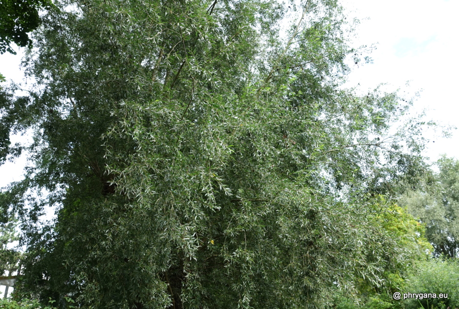 Salix alba L., 1753     