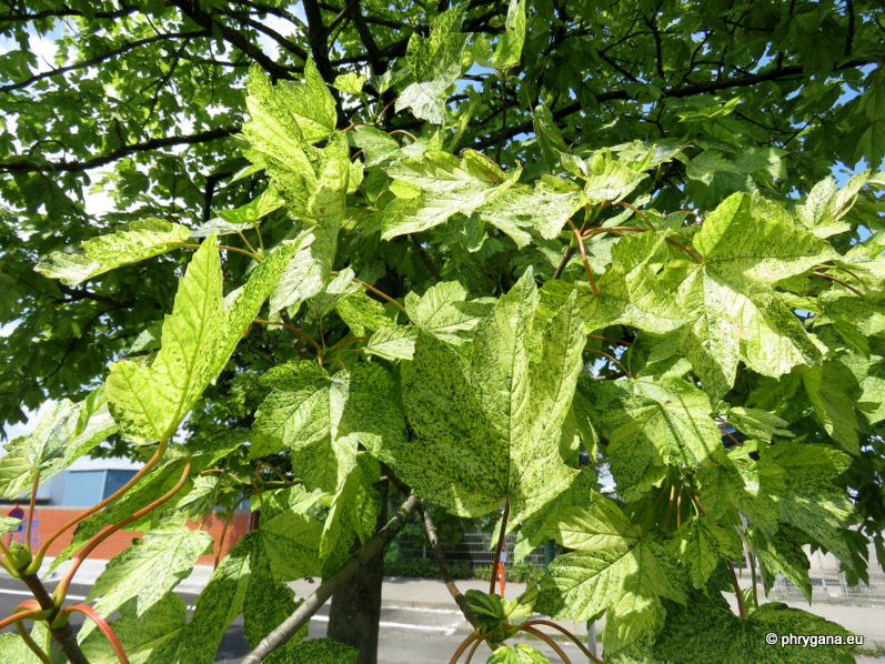 Acer pseudoplatanus  L., 1753 cv. <em>'Leopoldii'</em>  