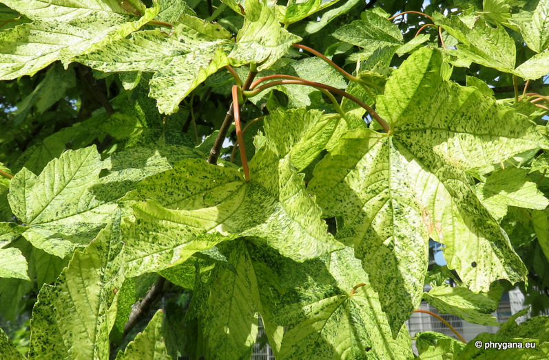 Acer pseudoplatanus  L., 1753cv. <em>'Leopoldii'</em>  