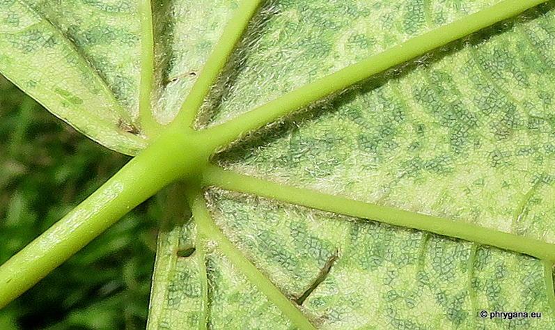 Acer pseudoplatanus  L., 1753 cv. <em>'Leopoldii'</em>  