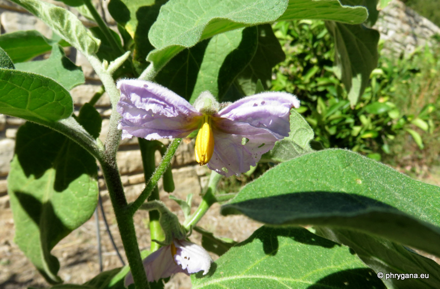 Solanum melongena  L., 1753     