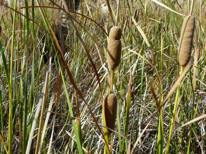 Typha domingensis Pers., 1807    