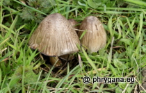 Psathyrellaceae - Coprinus atramentarius (Bull.) Fr., 1838