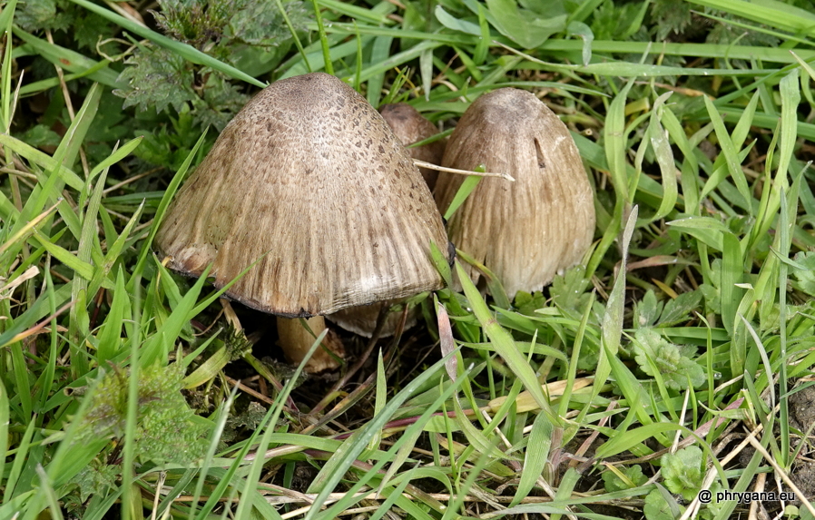 Coprinus atramentarius (Bull.) Fr., 1838    