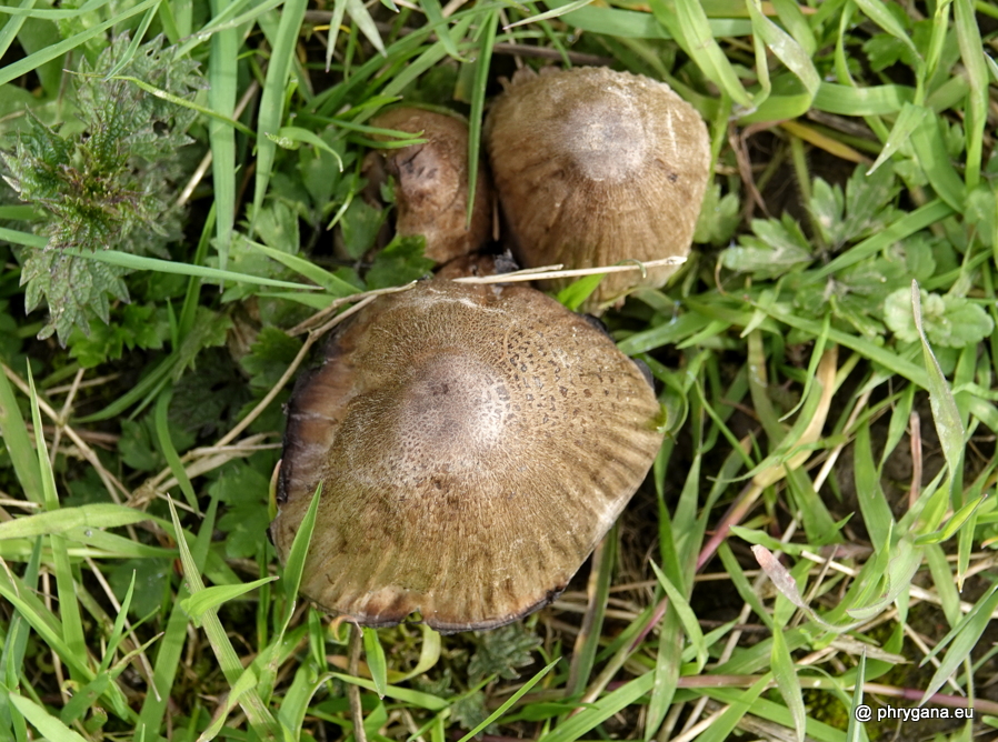 Coprinus atramentarius (Bull.) Fr., 1838   