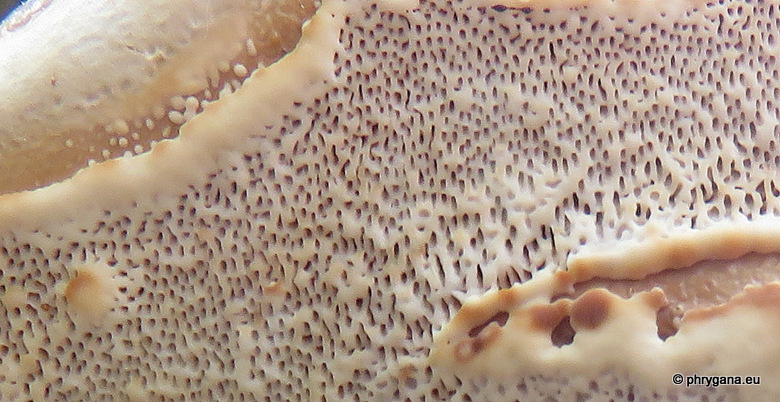 Ganoderma resinaceum Boudier (1889)   
