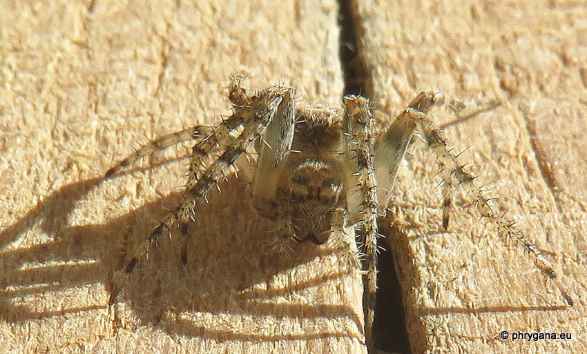 Araneus marmoreus      Clerck 1757   var. <em>pyramidatus</em>  