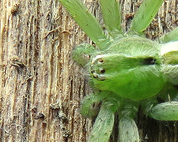Micrommata ligurina  (L. Koch 1866)    