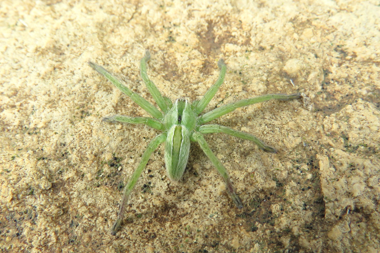 Micrommata ligurina  (L. Koch 1866)    