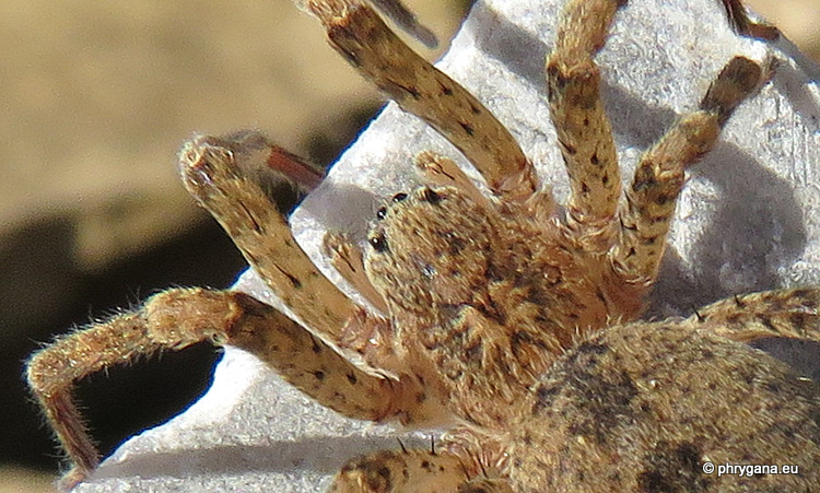 Zoropsis lutea  (Thorell, 1875)  
