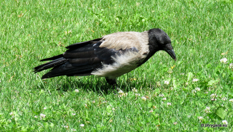 Corvus cornix Linnaeus, 1758   