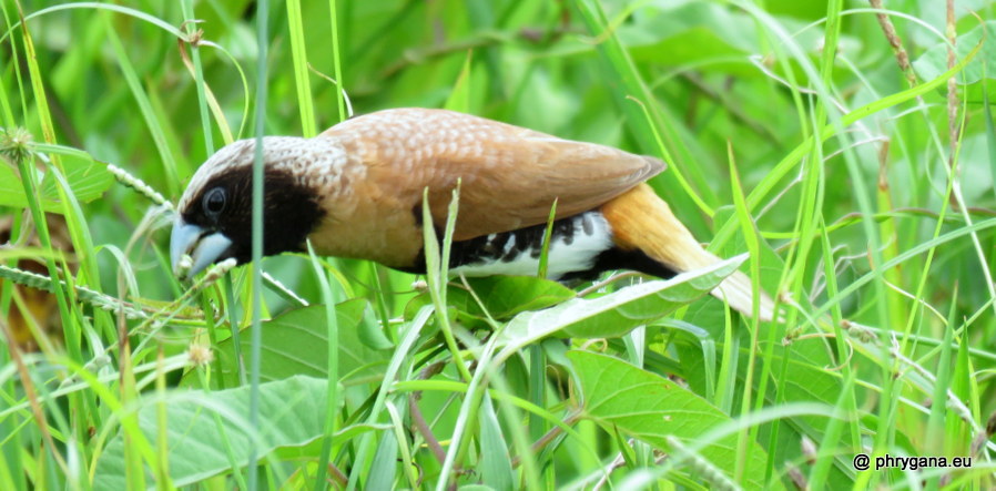 Lonchura castaneothorax (Gould, 1837)  