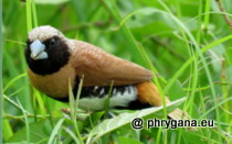 Lonchura castaneothorax (Gould, 1837)