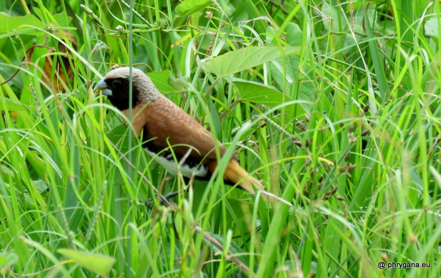 Lonchura castaneothorax (Gould, 1837)   