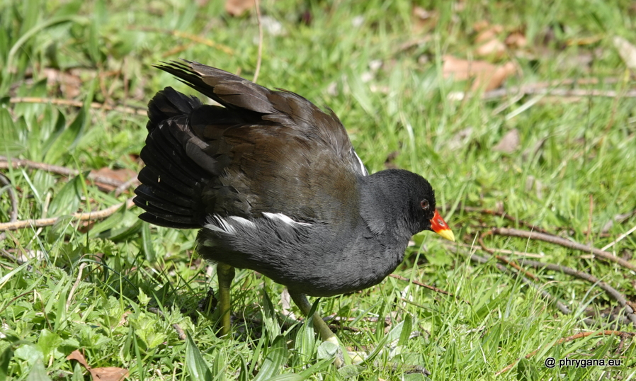 Gallinula chloropus (Linnaeus, 1758)   